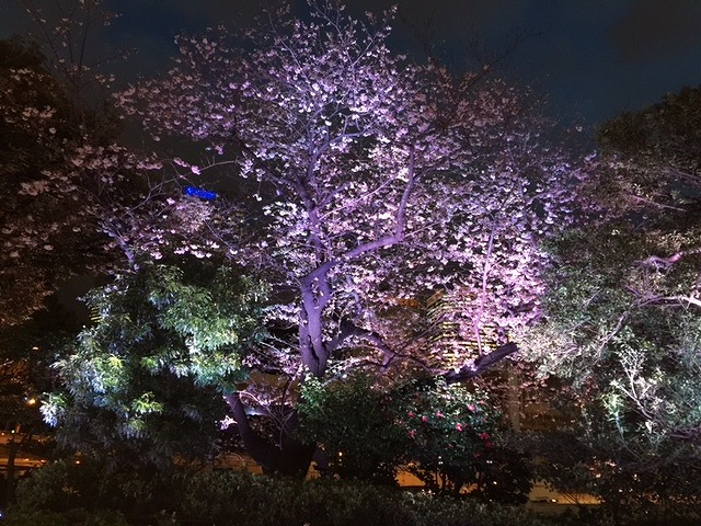 桜①